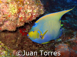 Hail to the Queen!!  A Queen Angelfish swimming by in Mon... by Juan Torres 